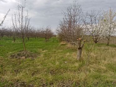 Kirayə torpaq sahələri: Kənd təsərrüfatı — 17