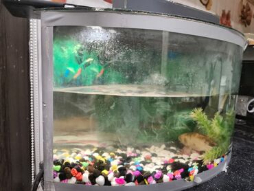 Akvariumlar: Yarımay formalı şüşə akvarium seti - Ön hissəsi qabarıq (panoramik) — 3