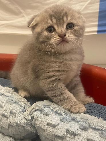 Pişiklər: Şotland — 8