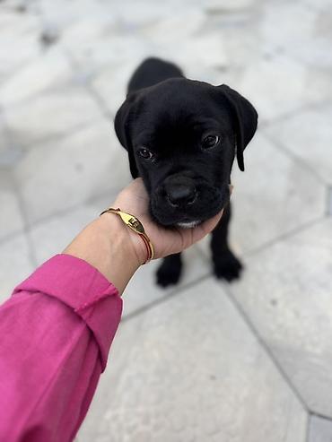 it damı: Kane-Korso, 1 ay, Erkək, Ünvandan götürmə — 5