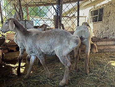 Баран, овца: Продаю | Ягненок | Арашан | Для разведения | Племенные — 3