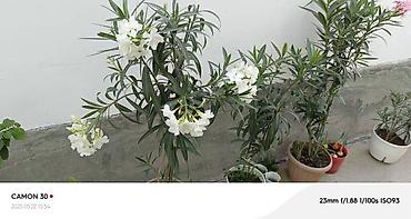 Другие садовые цветы и кустарники: ОЛЕАНДР 
ОЛЕАНДРЫ

Олеандр деревья 

саженцы 3х голичные

детки — 9