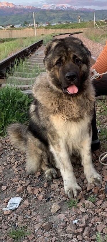 акустические системы dabs audio колонка в виде собак: Ит бекер берилет: Caucasian Shepherd Dog, 5 жаштан жогору, Эркек