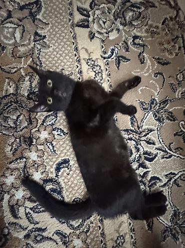 кошка черная: Кошка даром: Беспородная, 3 месяца, Девочка, Приучена к лотку, Проглистована — 2