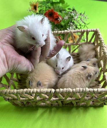 сахарный поссум цена: Продаются ручные хомячки сирийские, джунгарские, ангорские пушистые — 10