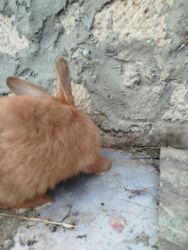 Dovşanlar: Temiz Burgun balalar. var satiwda diwi ve erkey 1 erkey 2 diwi — 14