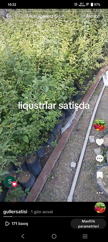 sam agaci qiymətləri: Bağ və landşaft üçün dekorativ bitkilər - Palma ağacı fidanları — 2