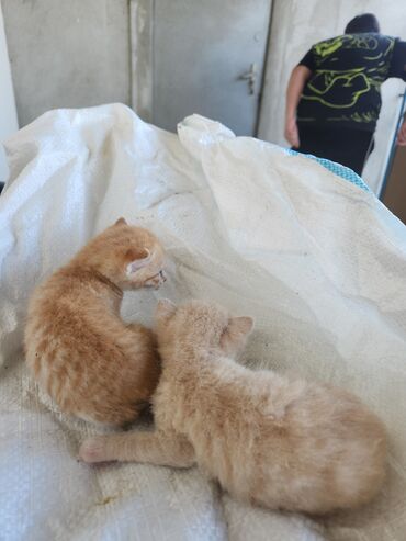 Pişiklər: Dişi, Erkək, Yaxşı əllərə, Ünvandan götürmə, Pulsuz çatdırılma — 4