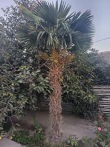 helba bitkisi faydaları: Satılır: Həyət üçün dekorativ palma ağacı (Trachycarpus fortunei – Çin — 1