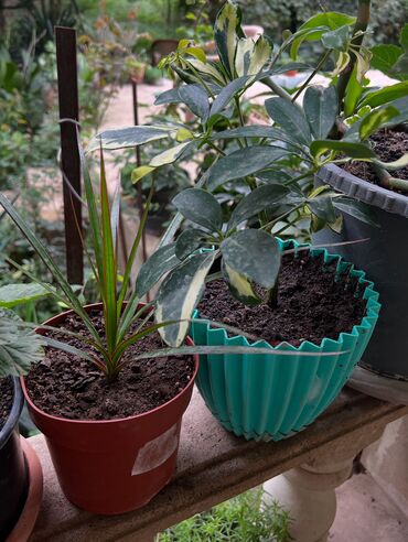 Otaq bitkiləri: Her nov guler var endirimnen verecem Gencedi istiyen yazsin satiş -da lalafo.az — 20 Otaq bitkiləri: Her nov guler var endirimnen verecem Gencedi istiyen yazsin satiş — 20