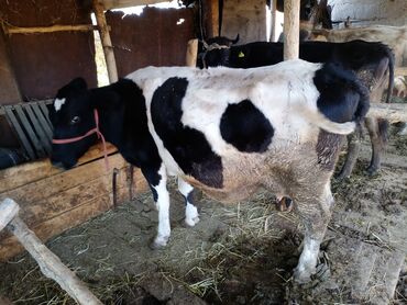 купить корову бишкек: Продаю | Корова (самка) | Голштин | На откорм, Для разведения, Для молока | Не стельные