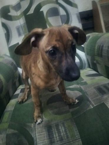 Отдам даром: Продаю породистую собачку таксу умную послушную к туалету — 4