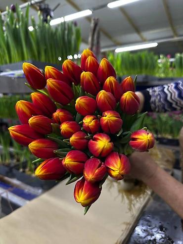 Букеты из живых цветов: Тюльпаны с луковицей — букеты прям с теплицы - Срезка с сохранённой — 3