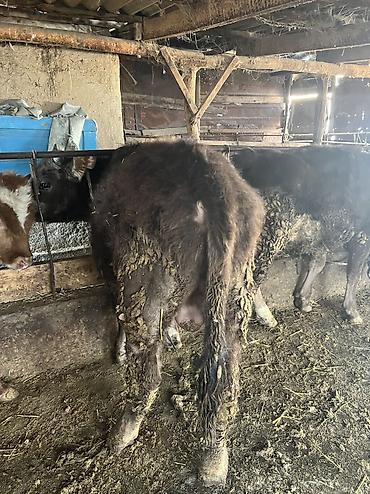 Коровы, быки: Продаю | Бык (самец) | Для разведения — 3