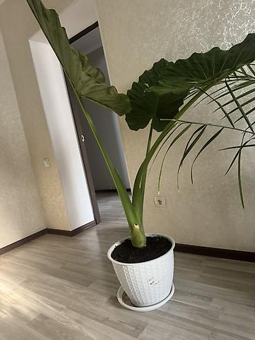 растение для аквариума: Алоказия крупнолистная (возможно Alocasia macrorrhiza, «слоновье ухо») — 3