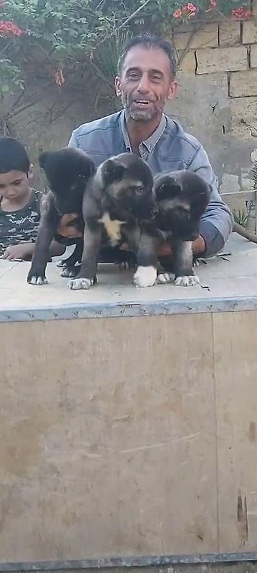 küçə iti: Kanqal, 2 ay, Erkək, Peyvəndli, Ödənişli çatdırılma — 9