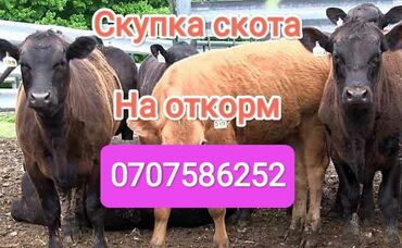 Куплю с/х животных: Куплю | Лошади, кони, Коровы, быки | На откорм, Круглосуточно, Самовывоз