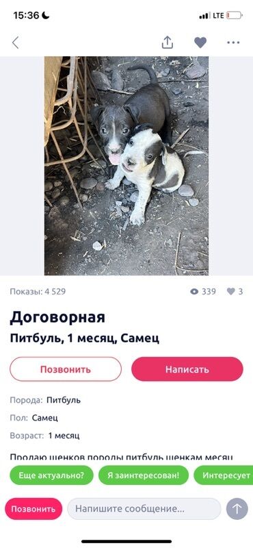 цыплята простые: Питбуль, 1 айлык, Эркек