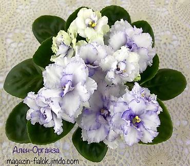 Фиалки и глоксинии: 🌱🌺🌱 Продаю сортовые ДЕТКИ стандартных, трейлерныхмини и полумини — 6