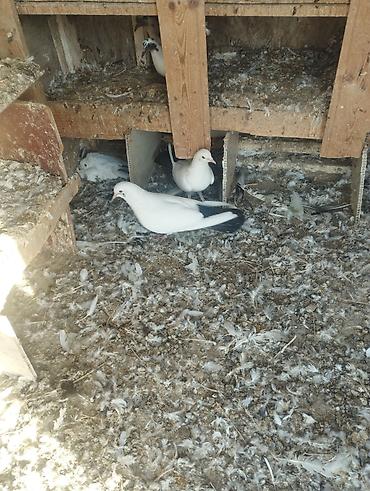 goyercin bazari: Erkey maya cütü 110. m . catrlma yoxdu — 4