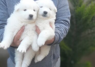 xasqi balalari: Samoyed, 1 ay, Erkek, Peyvəndli