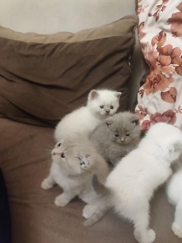 Pişiklər: Britan — 3