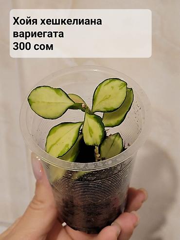 Хойи: Хойи
Цены и названия на фото — 10