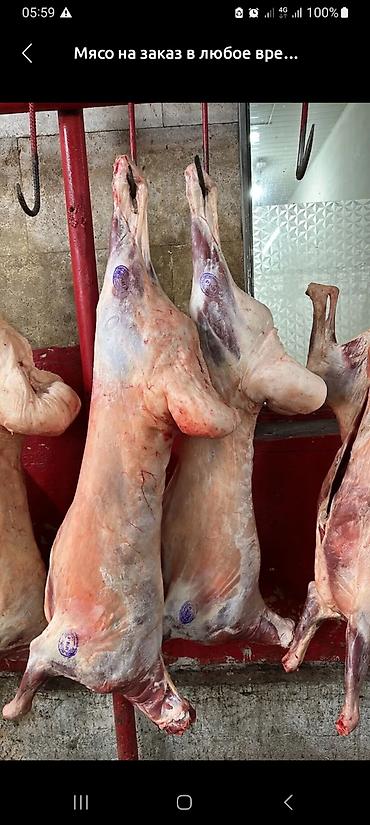 баран живой: Кой эти сатылат,на заказ сойуп беребиз — 1
