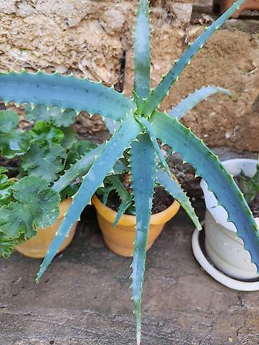 алоэ пайдасы: Aloe (Aloe vera tipli, tikanlı kənarlı sukulent) – saksıda - Bitki — 1
