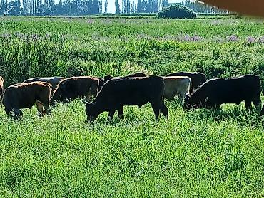 Коровы, быки: Продаю | Бык (самец) | На откорм — 7