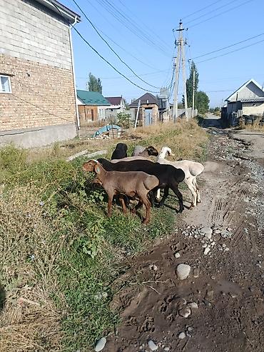 машинки для стрижки животных: Продаю | Овца (самка) | Эдильбаевская | На забой — 1