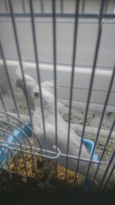 Tutuquşları: Yanaqsız karellalar cüt 250 - 370 azn — 9