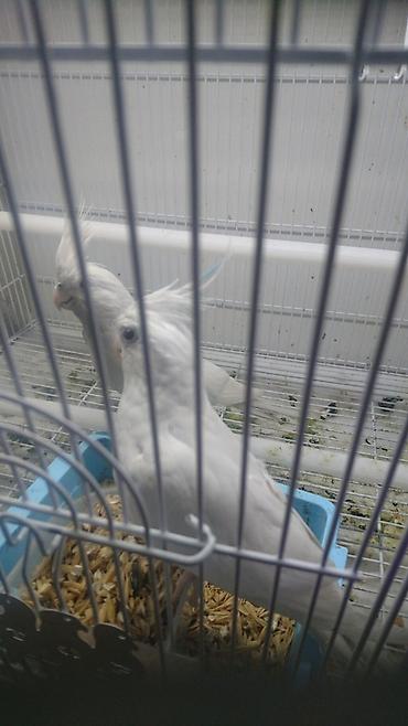 Tutuquşları: Bir ədədi -100-azn 150 azn aq rəydə olanlar qiymət fərqli hazır -da lalafo.az — 8 Tutuquşları: Bir ədədi -100-azn 150 azn aq rəydə olanlar qiymət fərqli hazır — 8