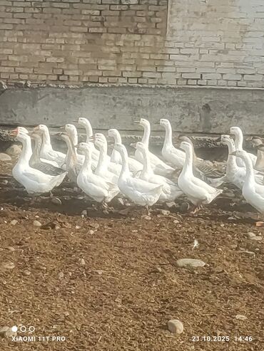 в какой приют можно отдать собаку: На продажу — сельскохозяйственная птица: - Гуси белые (поголовье