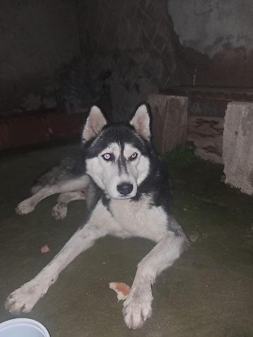 husky satisi: Xaski — 1