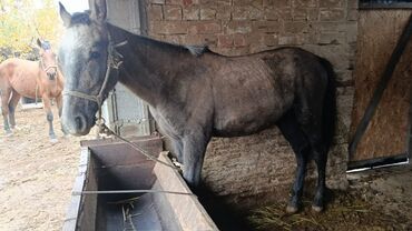 объявления о найденных животных: Сатам | Байтал | Жумушка