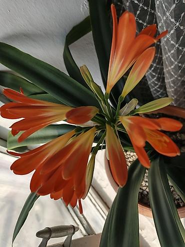 Бөлмө өсүмдүктөрү: Кливия миниата (Clivia miniata) в горшке. - Эффектное комнатное — 1