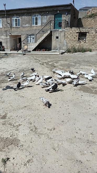 bulbul quşu satışı: Qunduz və rəngarəng ev göyərçinləri – iri sürü - Növlər: ağ, qara-ağ — 1