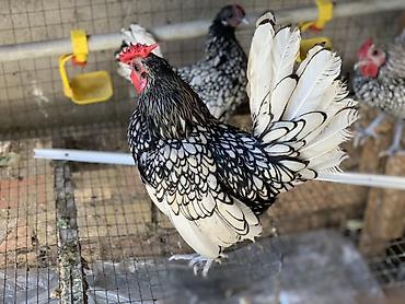 мал кой: Продаю | Куры | Для разведения — 1