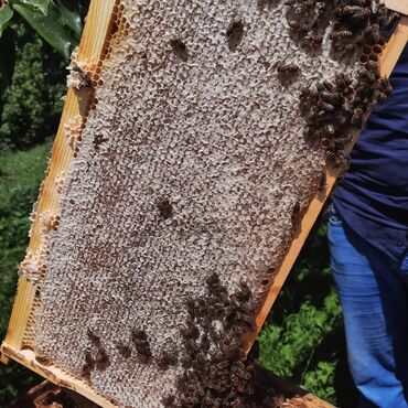 Bal: 100% qarantiya verilir təbii olduğuna! . 100% Təbii Bal zəmanət -da lalafo.az — 22 Bal: 100% qarantiya verilir təbii olduğuna! . 100% Təbii Bal zəmanət — 22