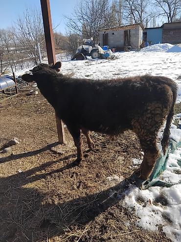 Коровы, быки: Продаю | Бык (самец) | Полукровка | На откорм — 28