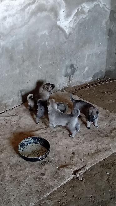 dog argentina: Kanqal, 1 ay, Erkək, Peyvəndli, Ödənişli çatdırılma — 6