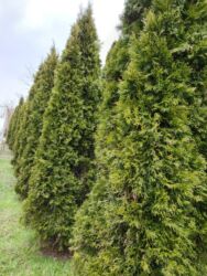 Toxumlar: Thuja toxumları, sərv, Arizona sərv, mavi thuja, qərb thuja və şərq — 14