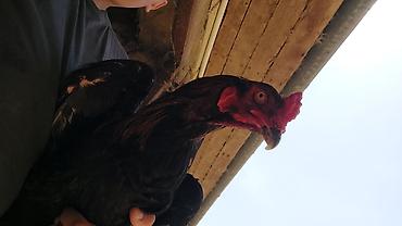 dekorativ toyuq: Toyuq, Australorp, Damazlıq — 4