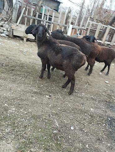 Баран, овца: Продаю | Овца (самка) | Для разведения — 2