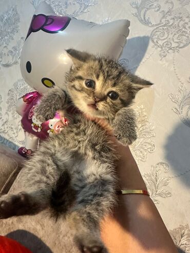 Pişiklər: Britan yastı qulaq, Erkək, Dişi, Yaxşı əllərə, Ünvandan götürmə, Pulsuz çatdırılma, Ödənişli çatdırılma — 70