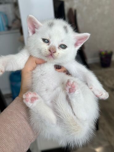 Pişiklər: Britan -da lalafo.az — 7 Pişiklər: Britan — 7