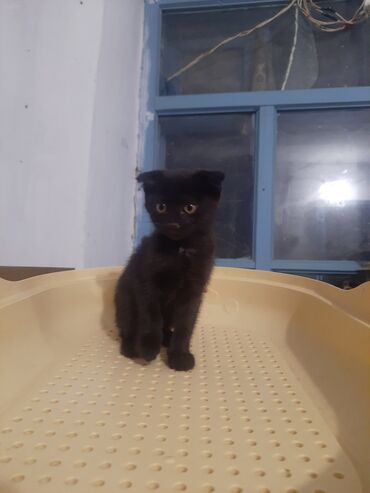 британская кошка сколько стоит: Отдам в добрые руки котенка (девочка). Вислоухая, шустрая, соременем