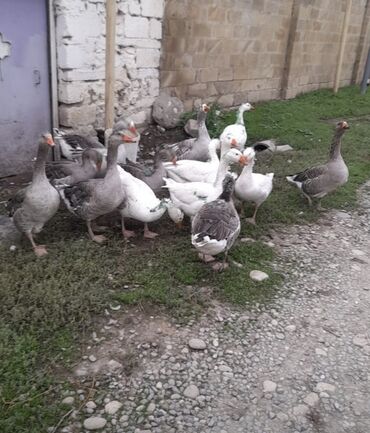 qaz quş: Yerli kend qazları satılır tam sağlam qazlardı giymet tek tek 35 azn