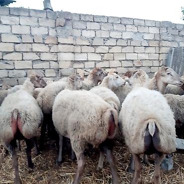 dorado balığı qiyməti: Qoyun sürüsü – damazlıq - Toplu şəkildə satılır 30 ana qoyun 4 Qoç — 1